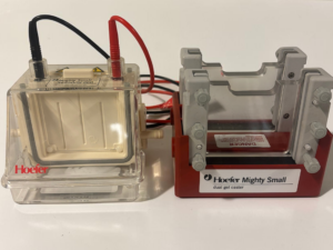 Bac électrophorèse HOEFER  Mighty small II SE250/260 Occasion